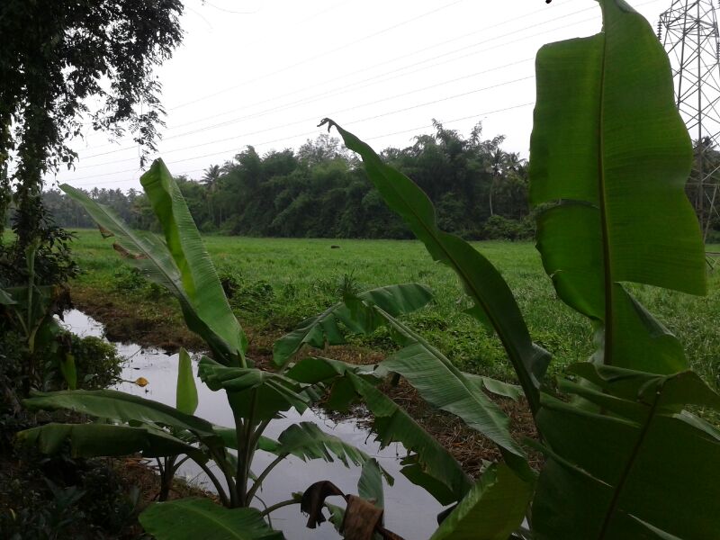 Ayur Padmasubram Ayurveda Resort - Tap to explore photos
