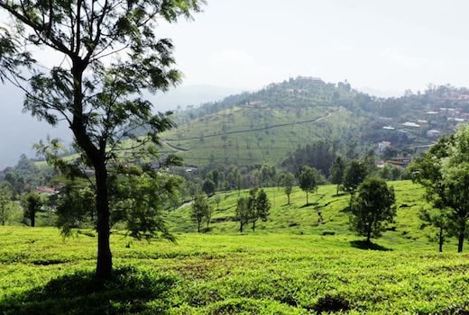 TAVISH hills Home stay