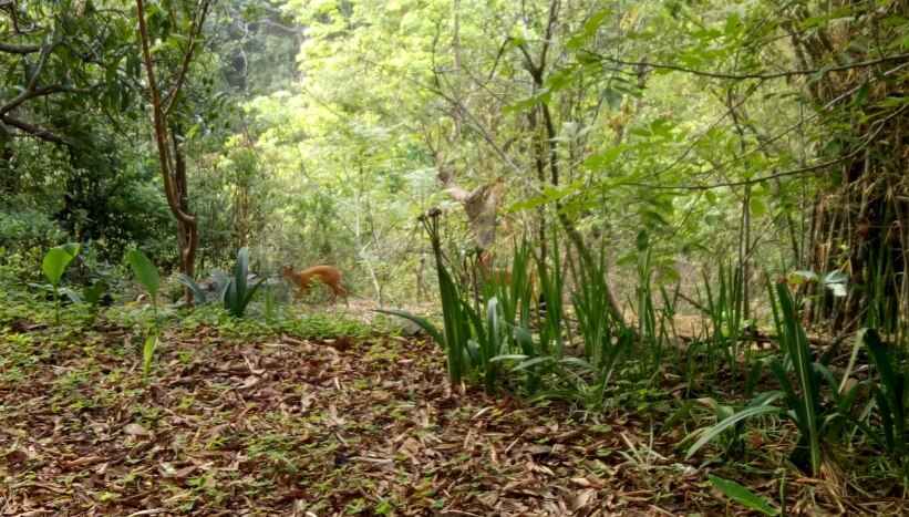 Riverdale Ridge Homestay Deluxe King Family Room Official Villa In Kandy Sri Lanka 1 Bedroom 1 Bathroom