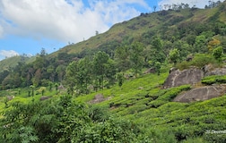 Deluxe Double Room Balcony Tea Estate View