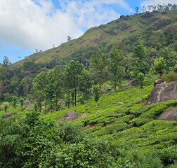 Deluxe Double Room Balcony Tea Estate View