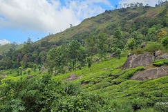 Tea Dale, Munnar