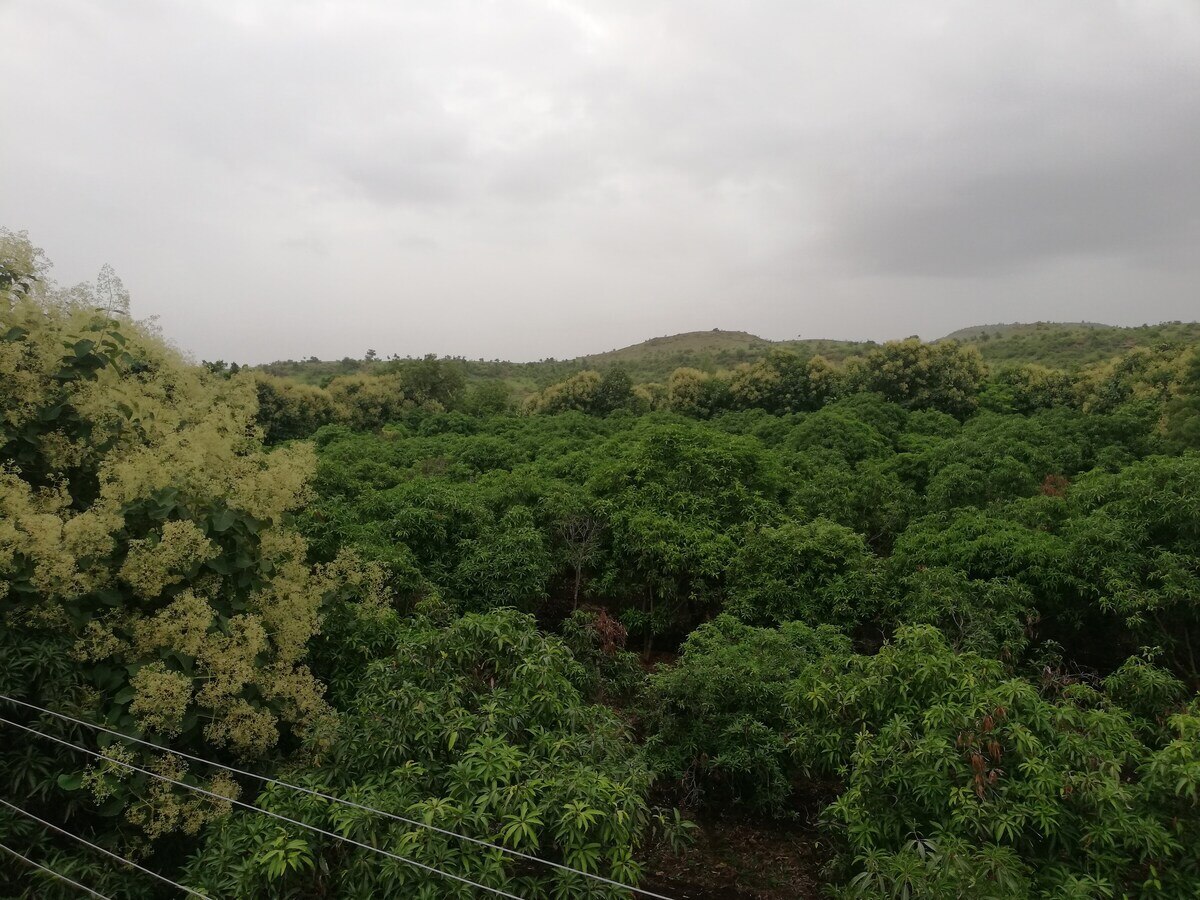 Sushil Agro Farms Mango Orchard - Tap to explore photos