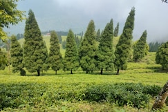 Mukhia homestay Amayra's, Darjeeling