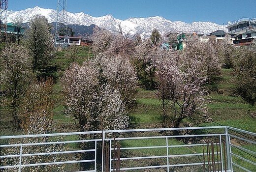 Home Stay Tranquil trails Naddi