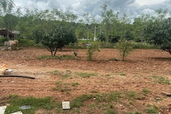 THE PARADISE 1, Mysore