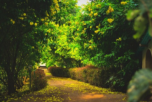 Nature Walks