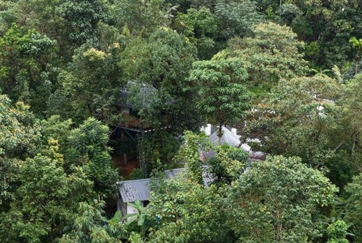 Tree Canopy
