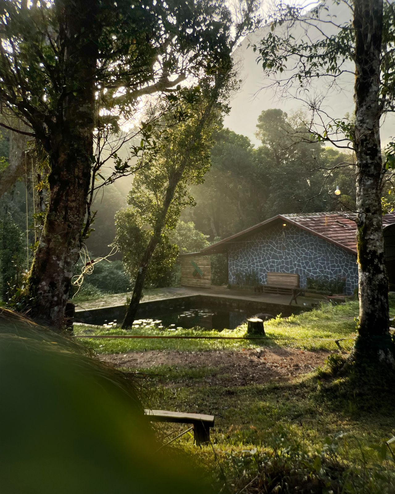 Lush green forest of 900 Kandi Wayanad