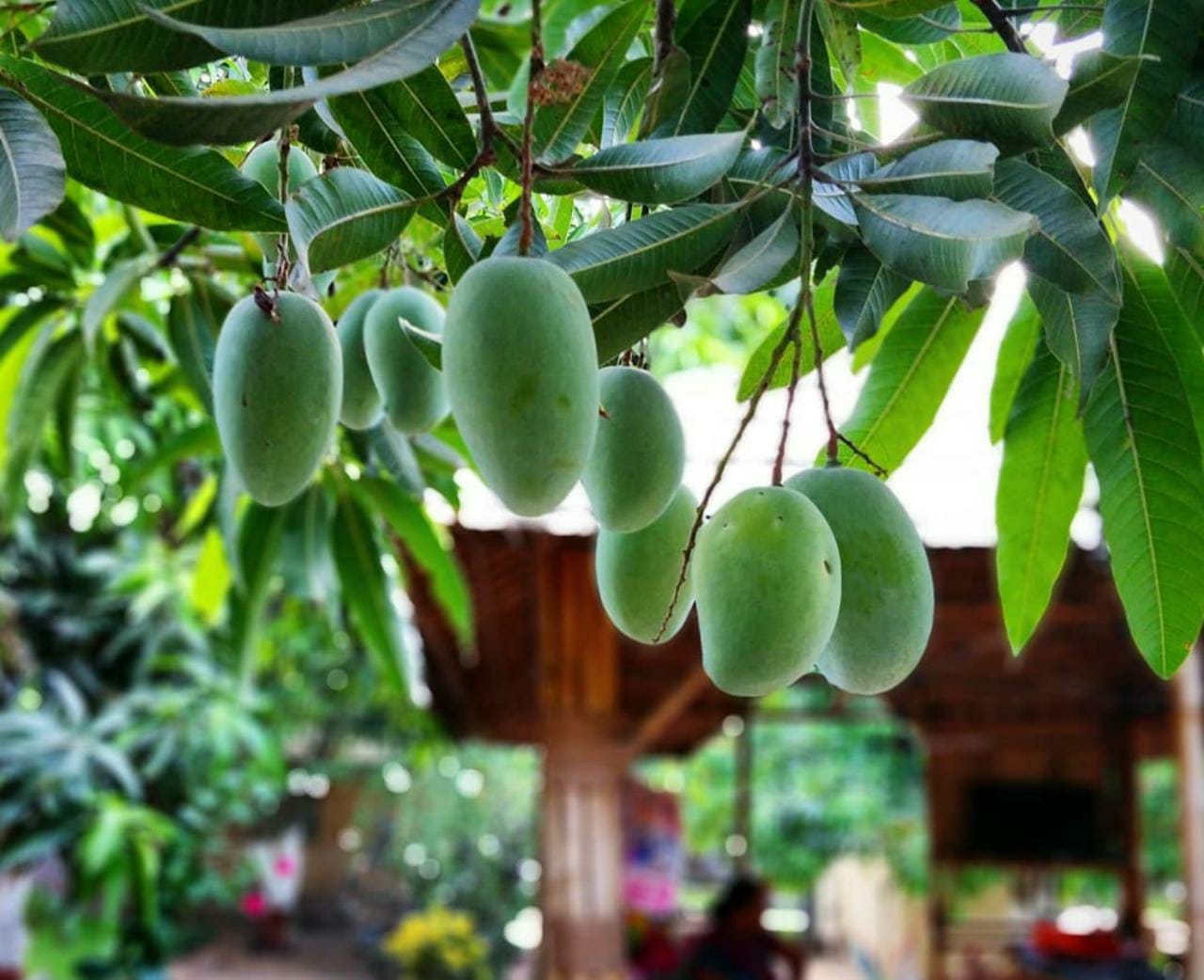 Photos of Krishna Farm House Farm House in Sasan Gir