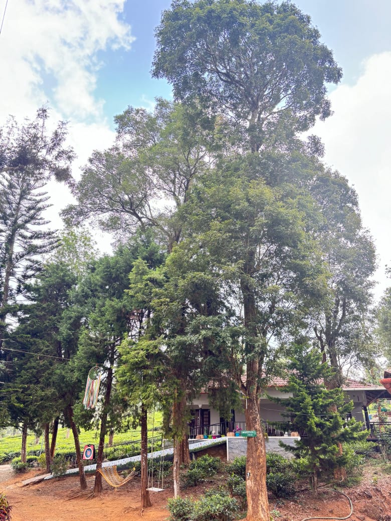 CLIF TEA BUNGLOW RESORT - Tap to explore photos