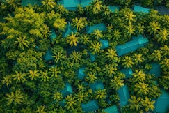 Palm Grove Eco Resort, Port Blair