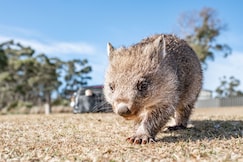 Crowne Plaza HOBART, Hobart