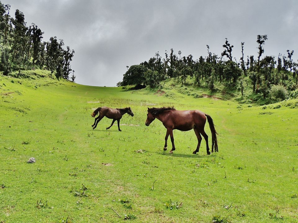High Mountain Trekking Camp Nainital Nainital Camp Free Cancellation Price Address Reviews