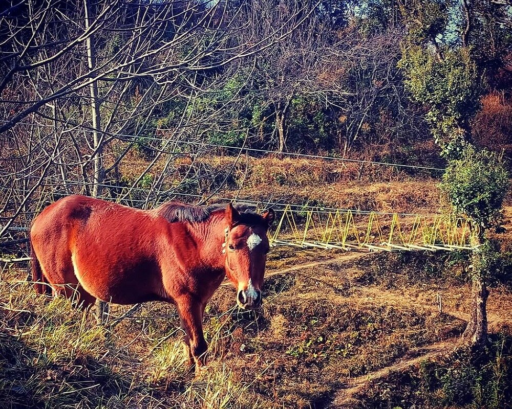 Pahadi Thaath - Tap to explore photos