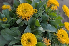 Quaint village farm stay, Palampur