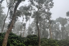 Dubare Plantation stay, Coorg