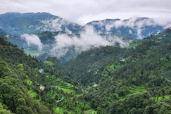 Mountain Golden Ray by Hillstay, Mukteshwar