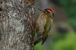 Organic Farmers Tent & Trekking By Eco Escape Hospitality, Kotagiri