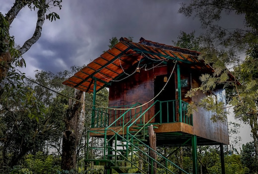 Lexi meadow- Tree house