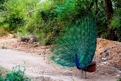 Sahjan Homestay, Morena