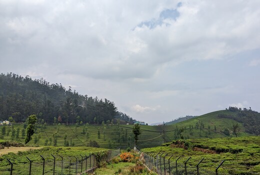 Bagaan - Tea Plantation Stay
