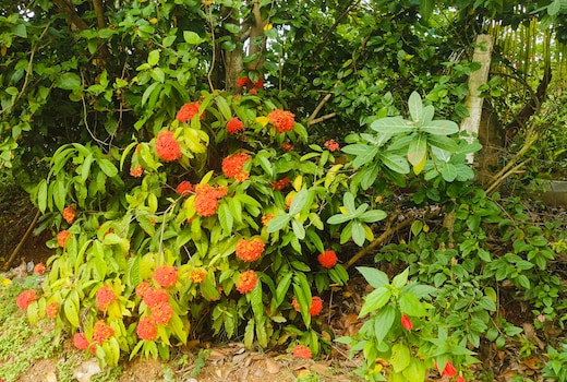 Dwaraka Nature Home Stay