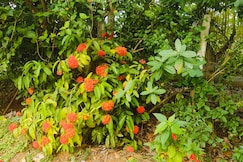 Dwaraka Nature Home Stay, Mysore