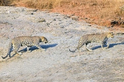 Sterling Leopard Haven Jawai, Falna