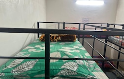 Dormitory Beds