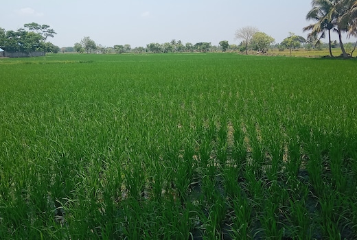 Faisal nagar