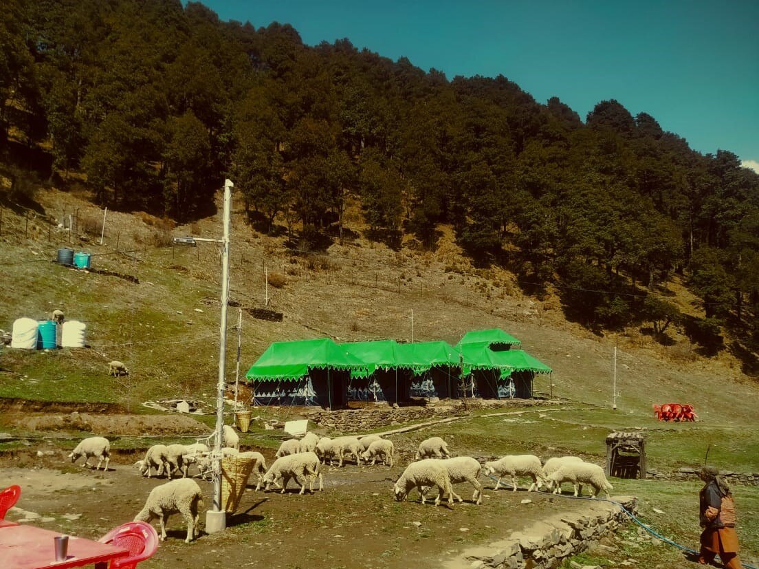 Himalayan Nature Camp | Forest-view Tents - Tap to explore photos