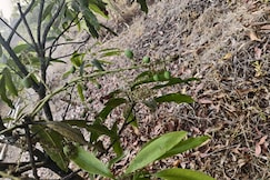 Kokan Aangan, Gargoti