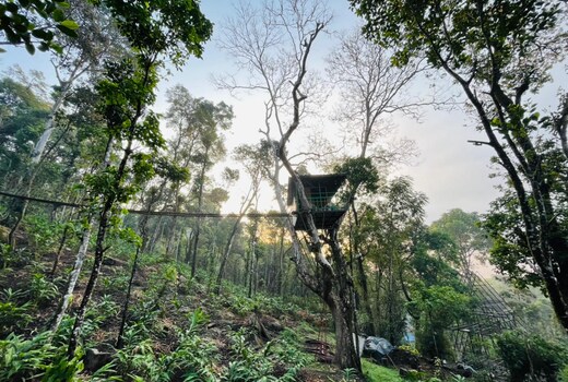 Silver Trees Tree House