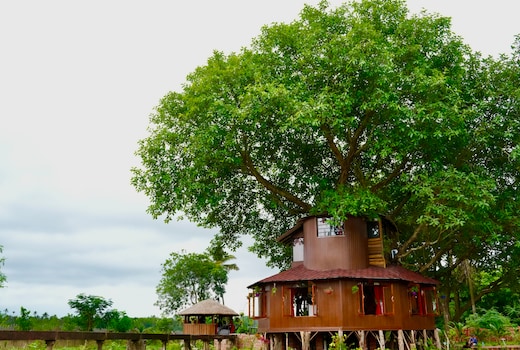Ciarans Tree House