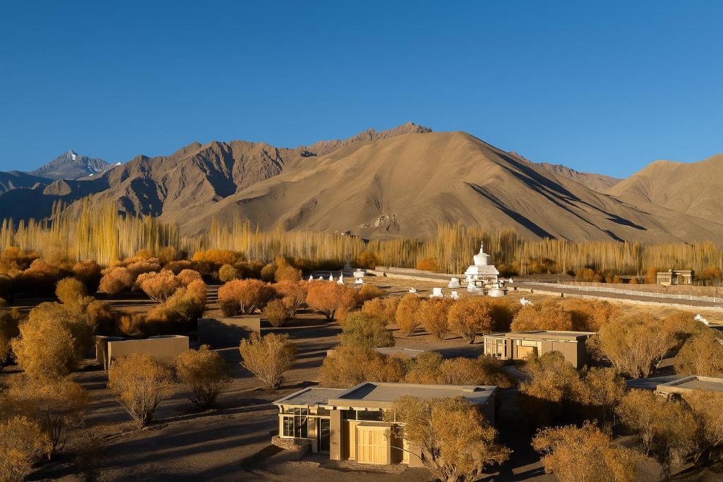The Postcard in the Himalayan Willows , Stok, Leh - Tap to explore photos