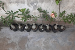 healthy home, Kanpur