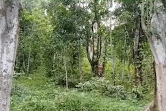 Jungle retreat waterfalls kodaikanal, Kodaikanal