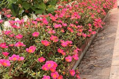 Sursudha Homestay, Kharar