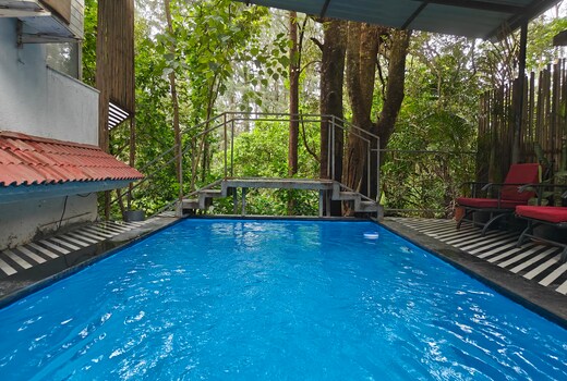 Pine at The Pause Project