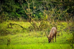 Whitehouse, Thekkady