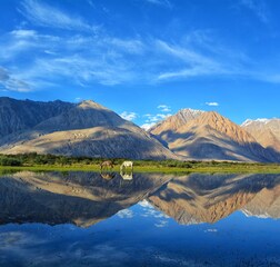 Deluxe Camp near Pangong Lake