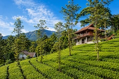 Vythiri Tea Garden Retreat, Wayanad