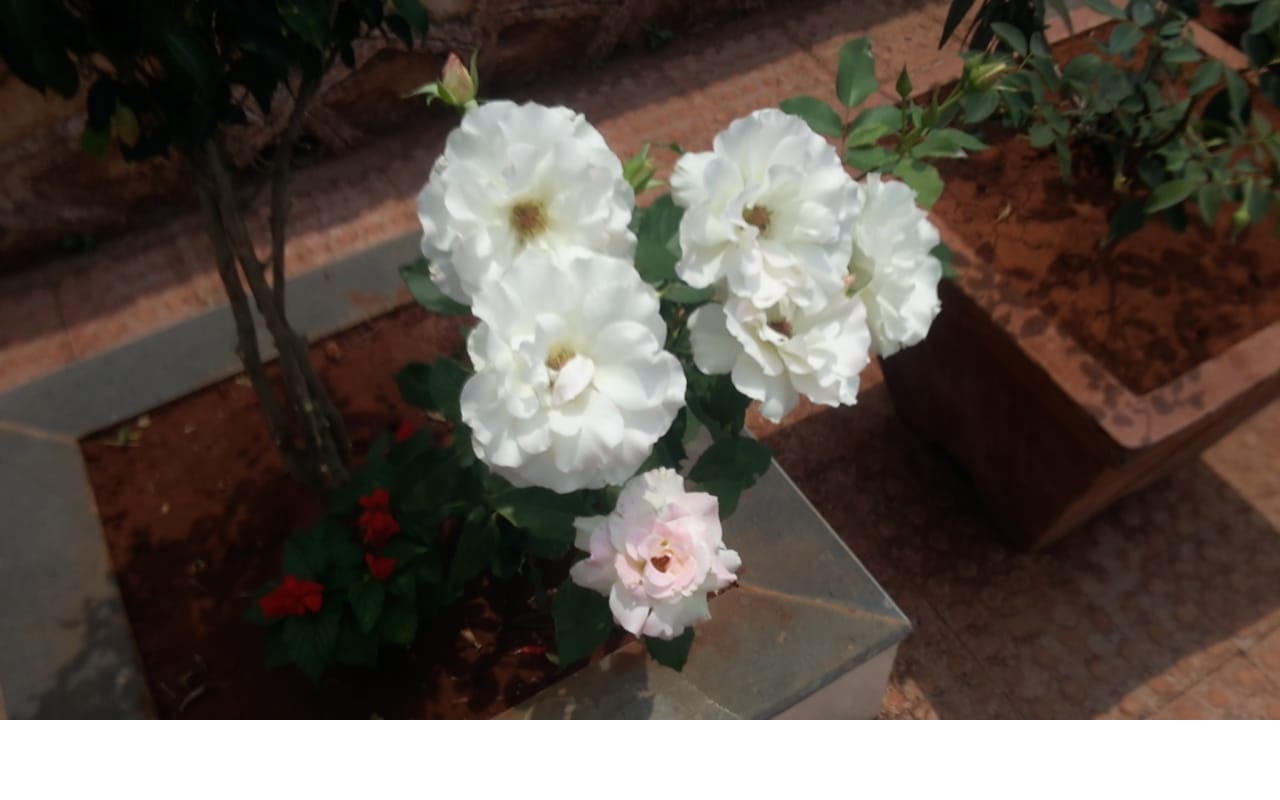Casa Valley Panchgani - Tap to explore photos