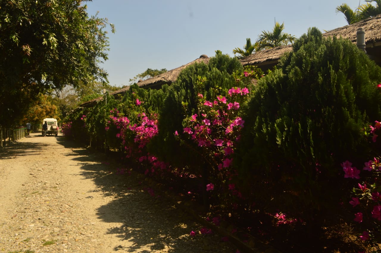 Gorumara Nest Bajos Resort - Tap to explore photos