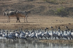 GOKUL JAWAI, Falna
