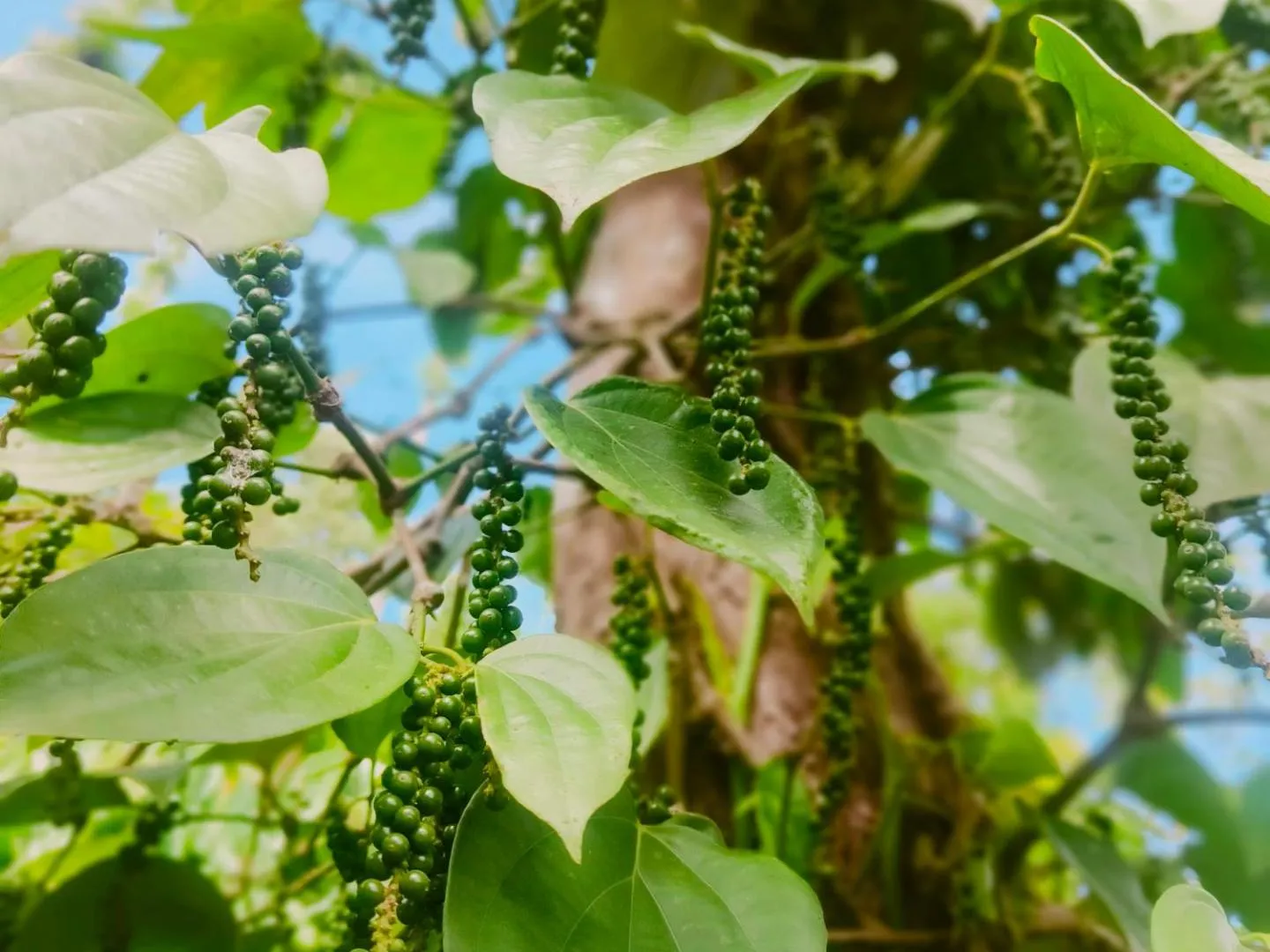 Mountain view Home stay coorg, Coorg