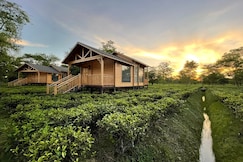 The Postcard in the Durrung Tea Estate, Assam, Kohora