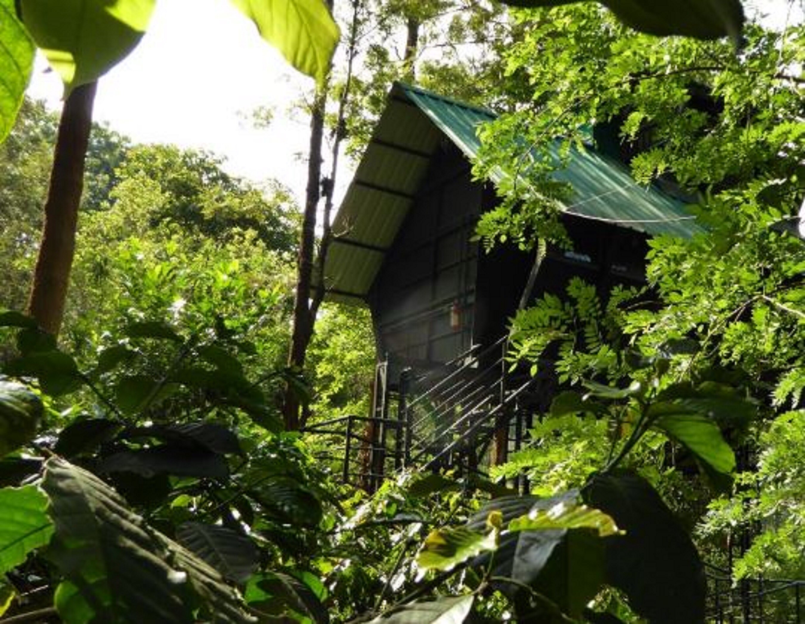Forest Inn Tree House Wayanad Tree House Price Address Reviews