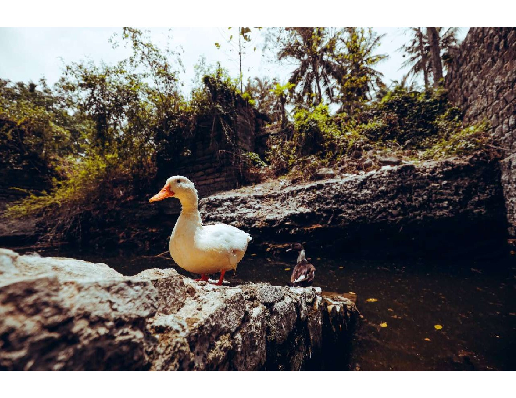 Nandavanam Plantation Stay and Trial - Tap to explore photos